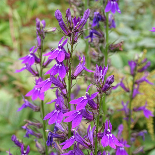 Lobelia Vedrariensis - Bakker