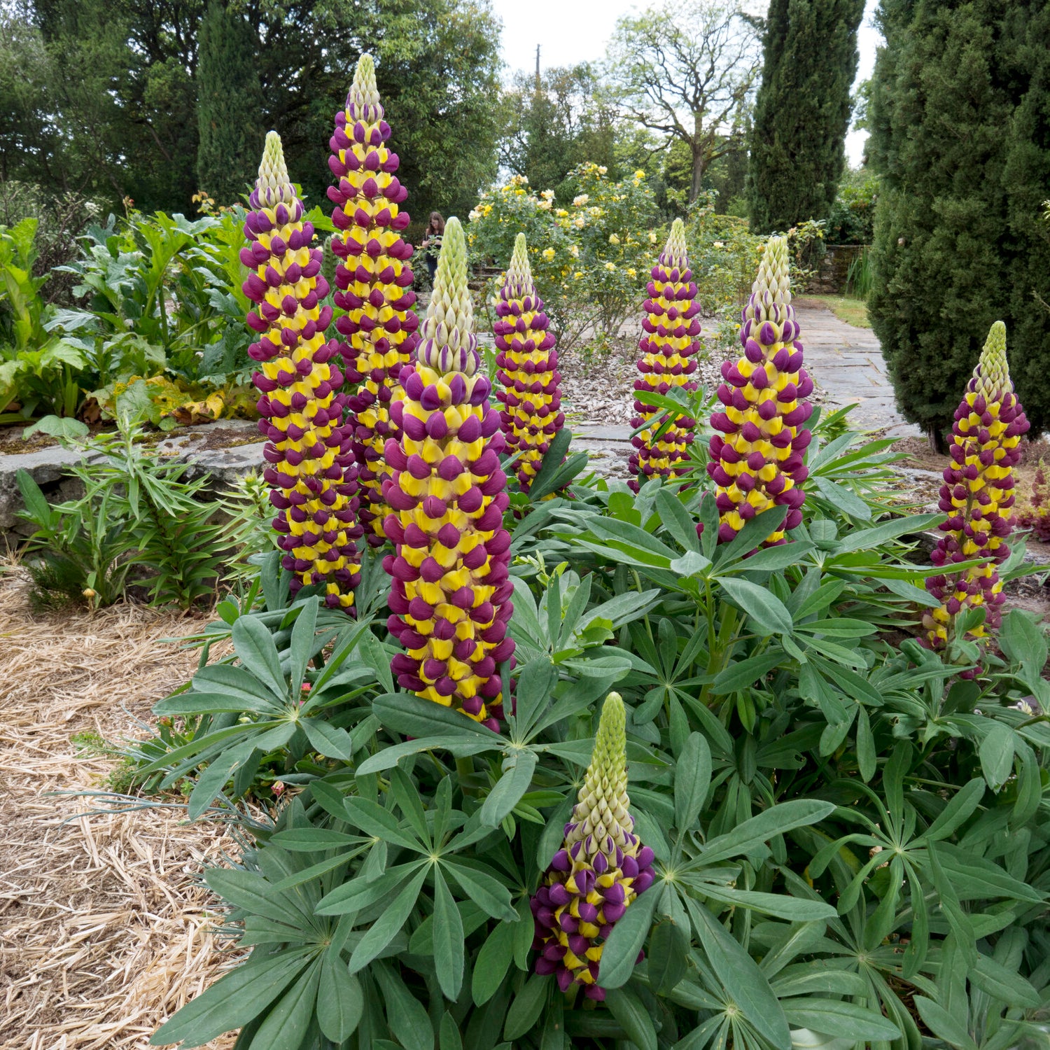 Lupin Manhattan Lights® - Lupinus Manhattan Lights® - Bakker