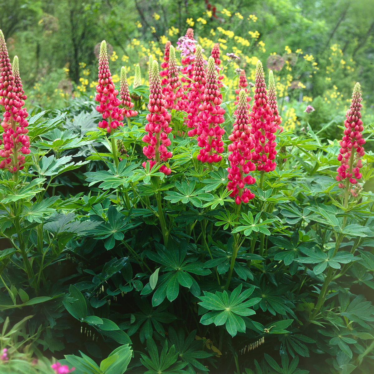 Vente Lupin The Pages - Lupinus The Pages
