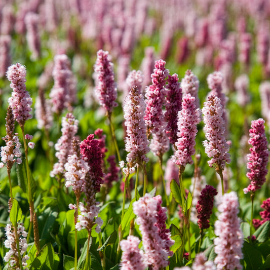 Renouée naine Kabouter - Persicaire - Bakker