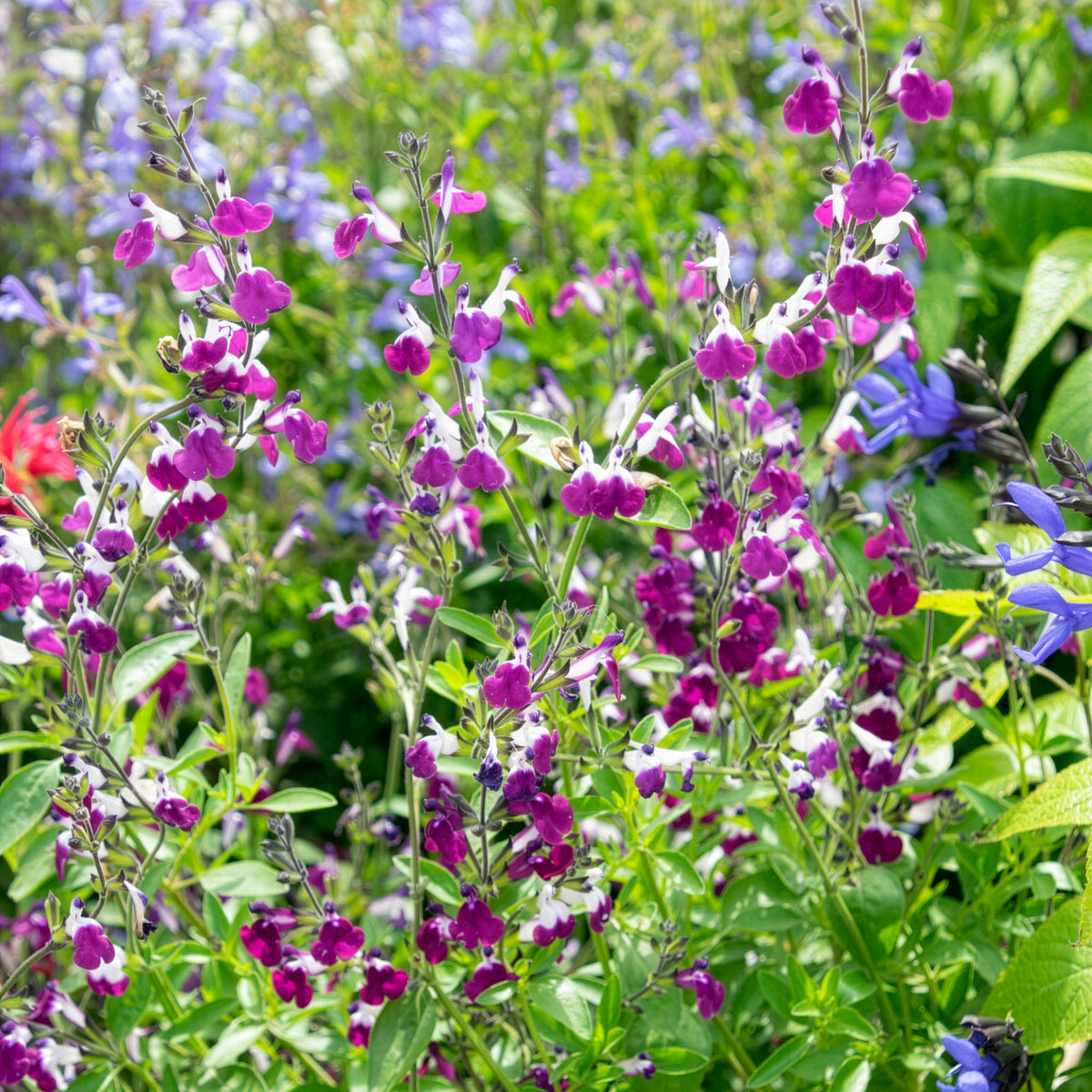 Sauge Amethyst Lips - Salvia greggii Amethyst Lips - Bakker