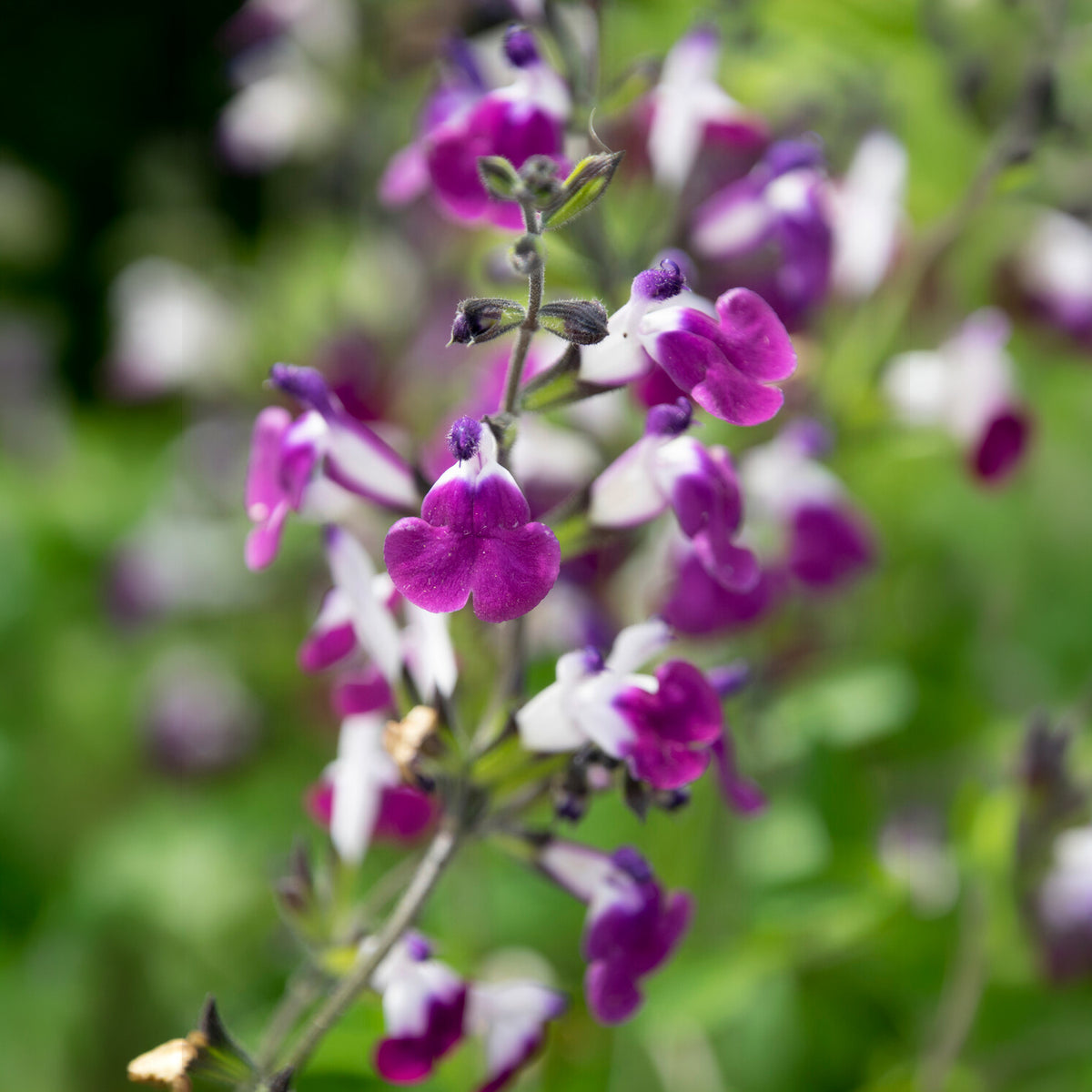 Sauge Amethyst Lips - Bakker