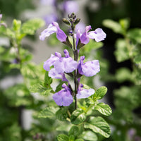 Sauge arbustive So Cool Pale Blue - Salvia microphylla So Cool Pale Blue - Bakker