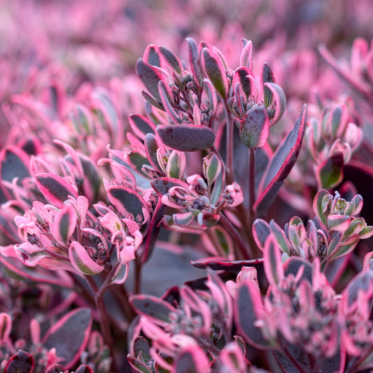 Sedum Sunsparkler® Dream Dazzler - Bakker