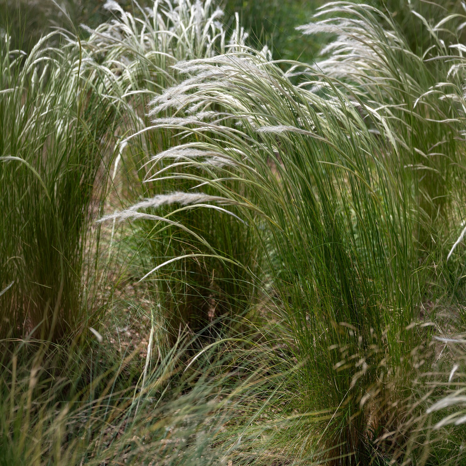 Stipa ichu - Stipe ichu - Stipe