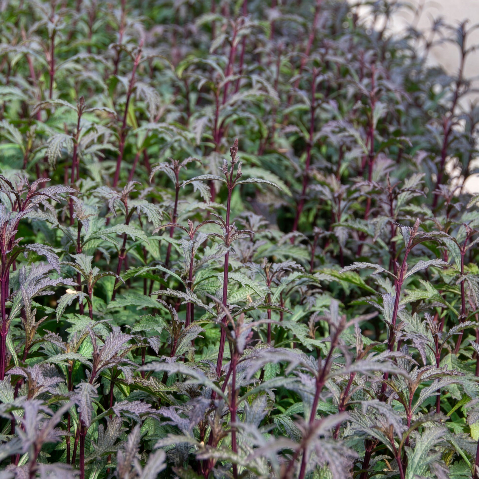 Verbena officinalis Bampton - Verveine officinale Bampton - Verveine