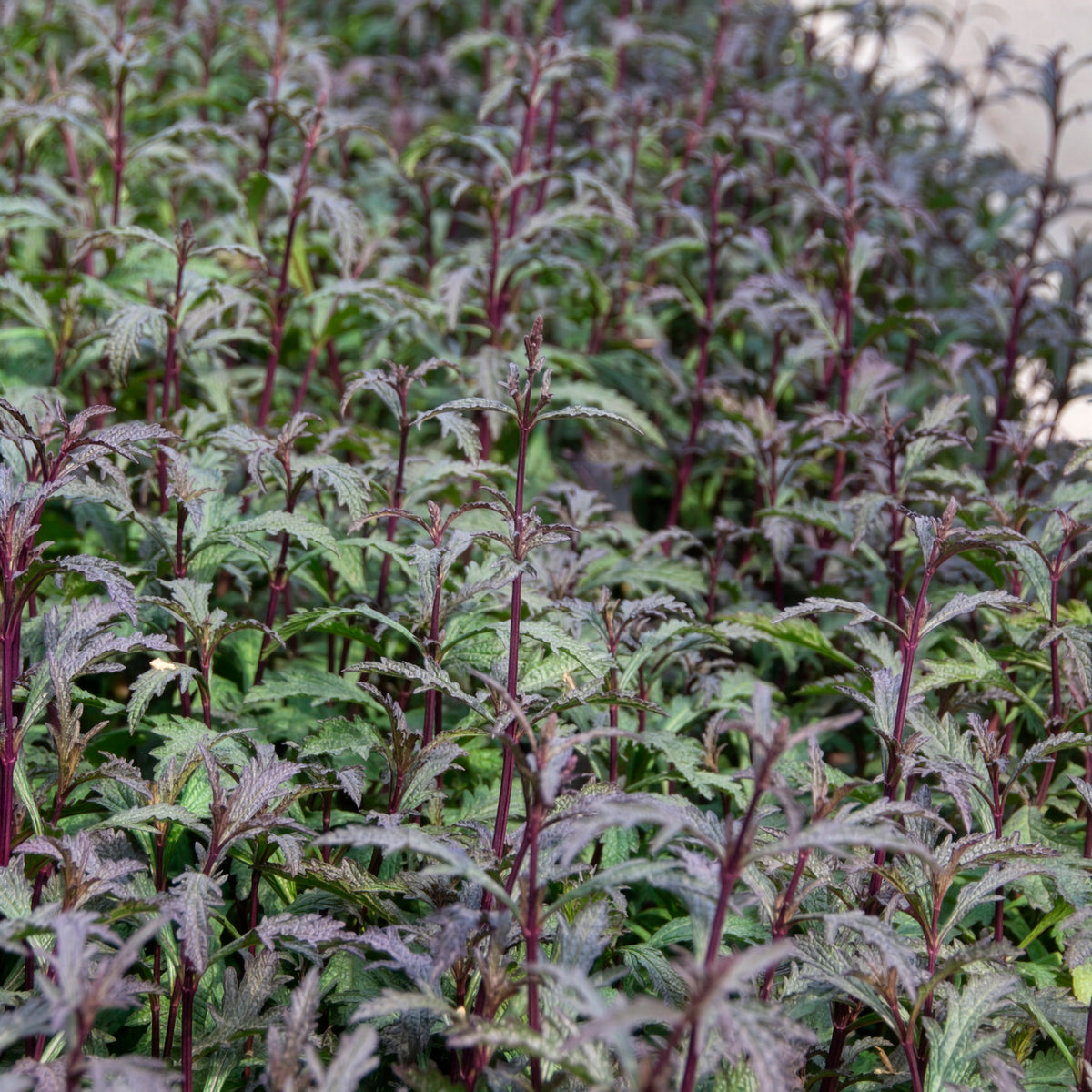 Verbena officinalis Bampton - Verveine officinale Bampton - Verveine
