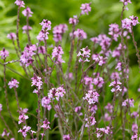 Vente Verveine officinale Bampton