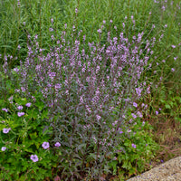 Vente Verveine officinale Bampton - Verbena officinalis Bampton