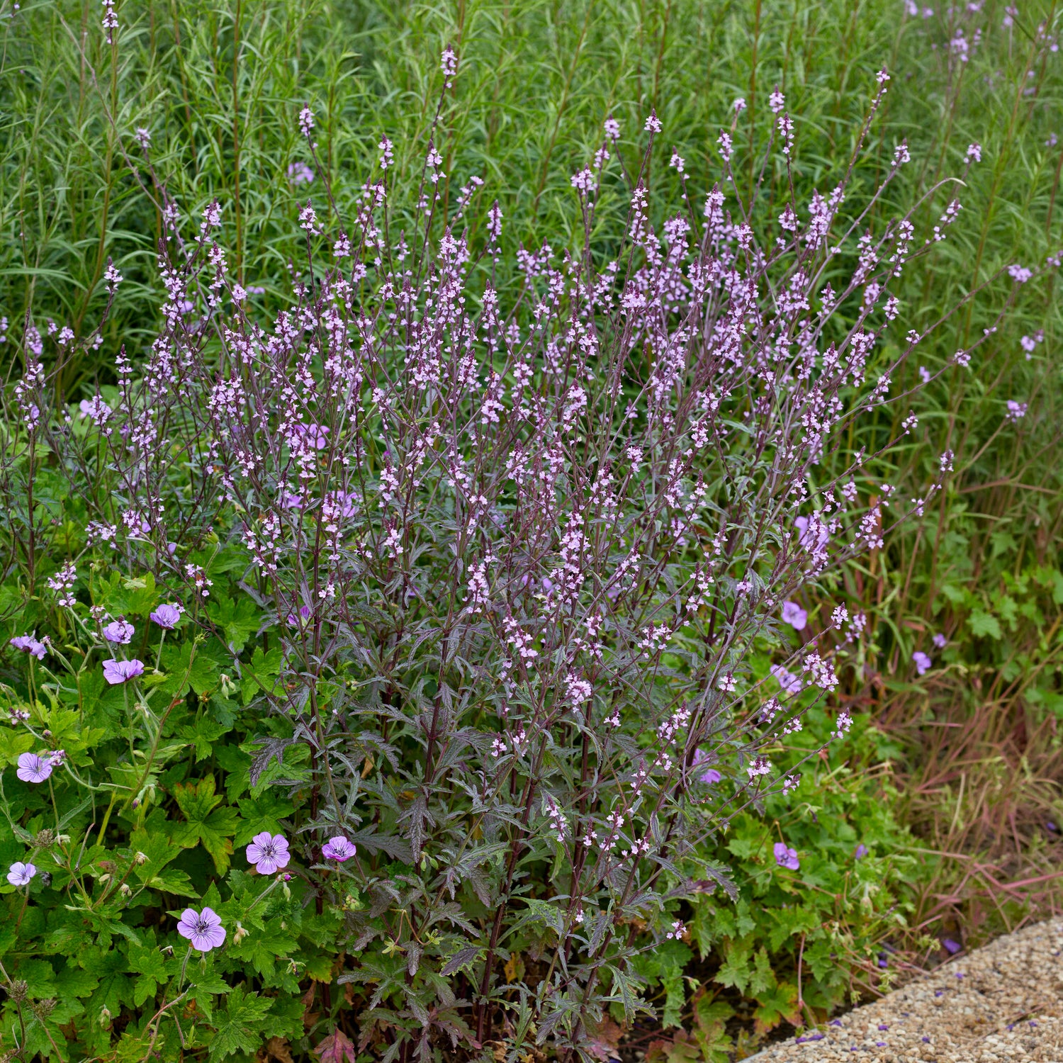 Vente Verveine officinale Bampton - Verbena officinalis Bampton