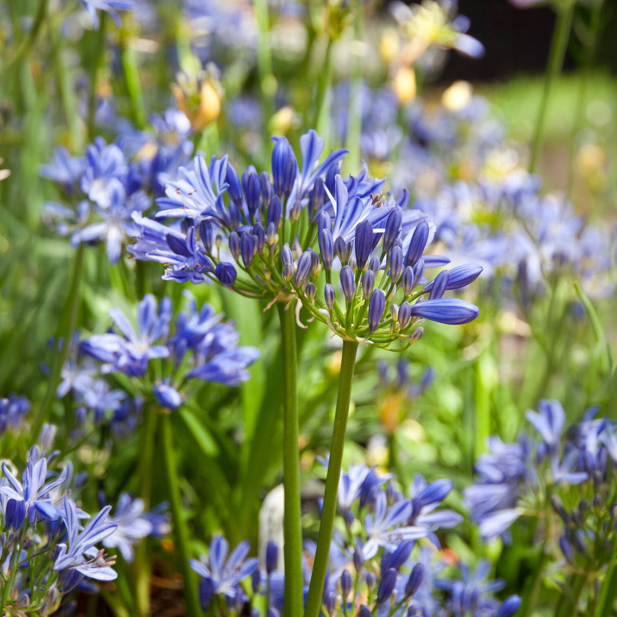 Agapanthe Charlotte - Agapanthus Charlotte - Bakker
