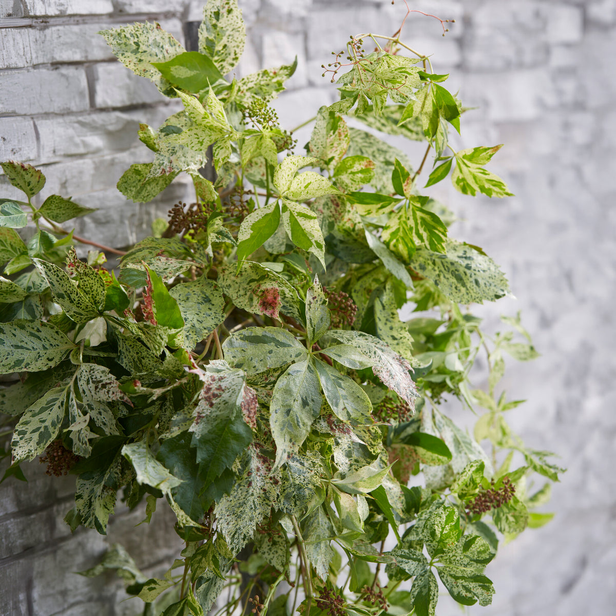 Vigne vierge Star shower® - Bakker