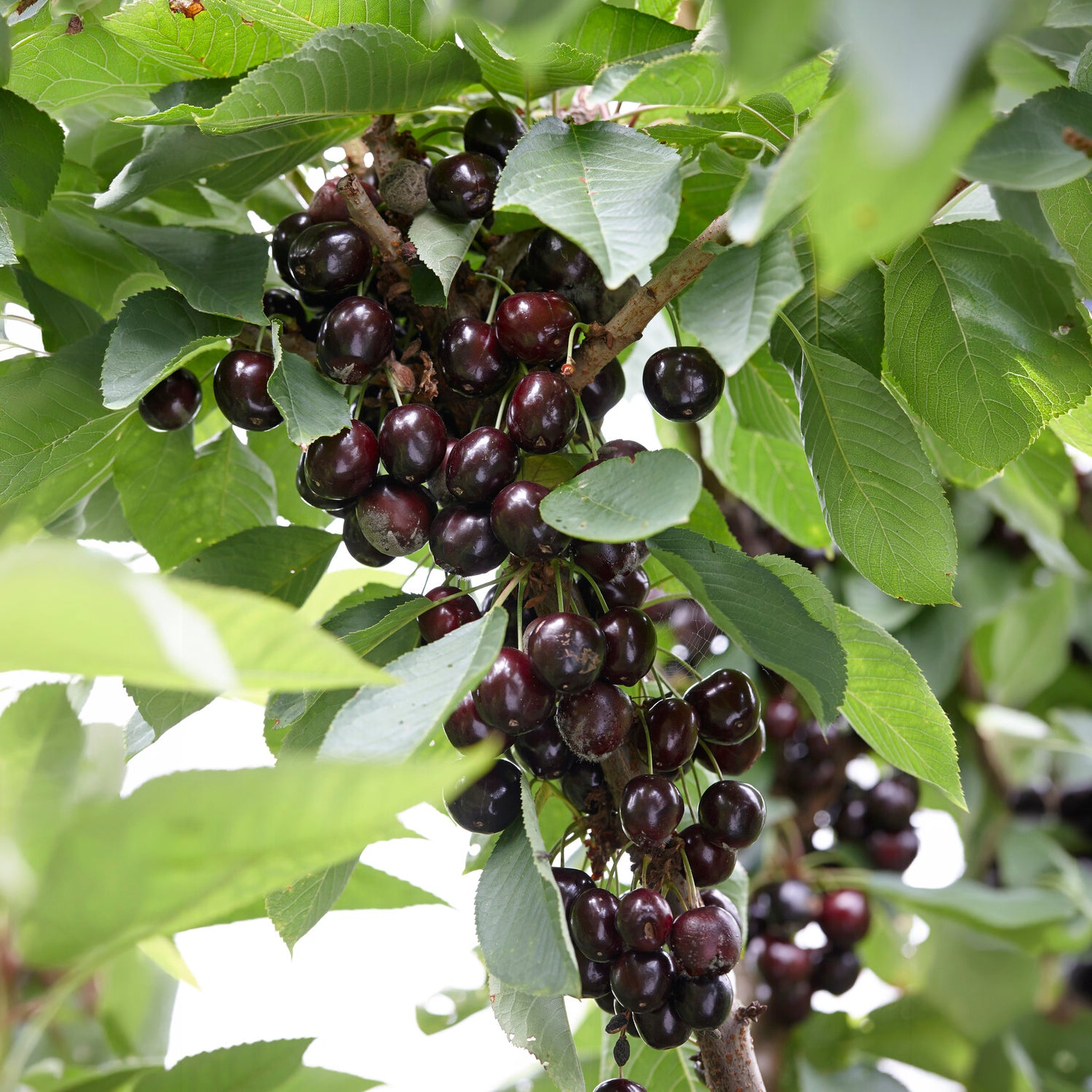 Cerisier Regina - Bakker