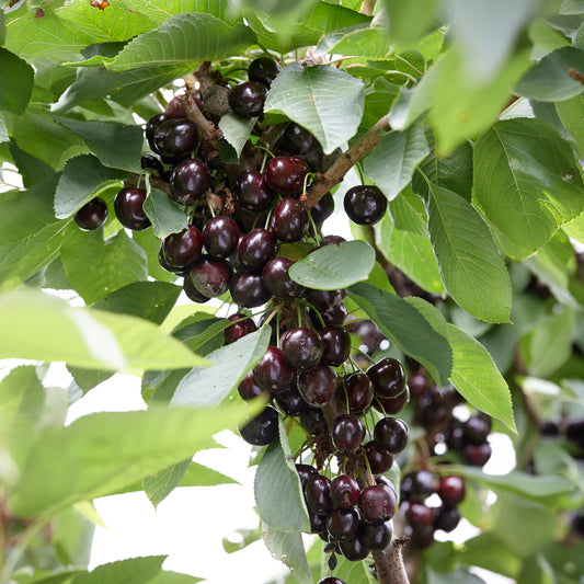 Cerisier Regina - Bakker