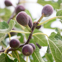 Figuier nain Little Miss Figgy® - Ficus carica Little Miss Figgy® - Bakker