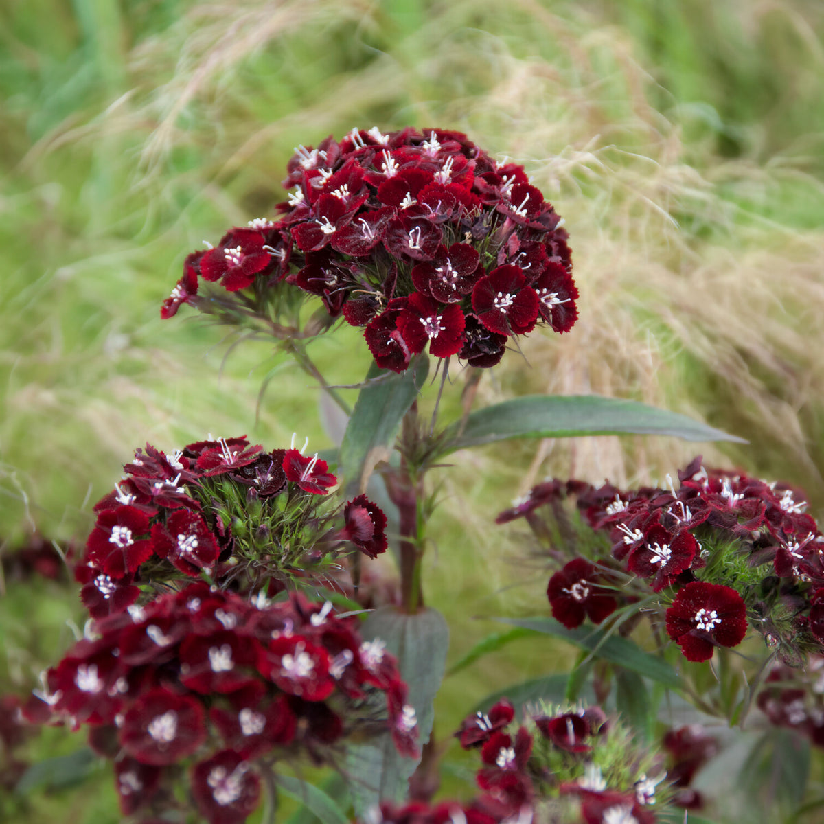 Dianthus barbatus Sooty - Oeillet de poète Sooty - Graines de fleurs