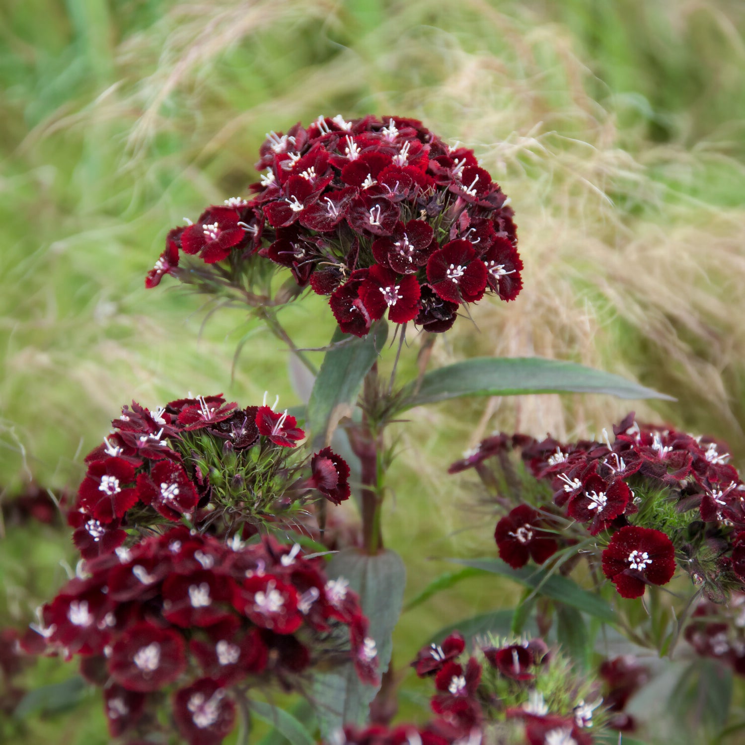 Dianthus barbatus Sooty - Oeillet de poète Sooty - Graines de fleurs