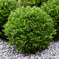 Chèvrefeuille arbustif Green Breeze - Lonicera nitida Garden Clouds Green Breeze - Bakker
