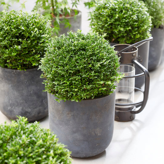 Chèvrefeuille arbustif Green Breeze - Bakker