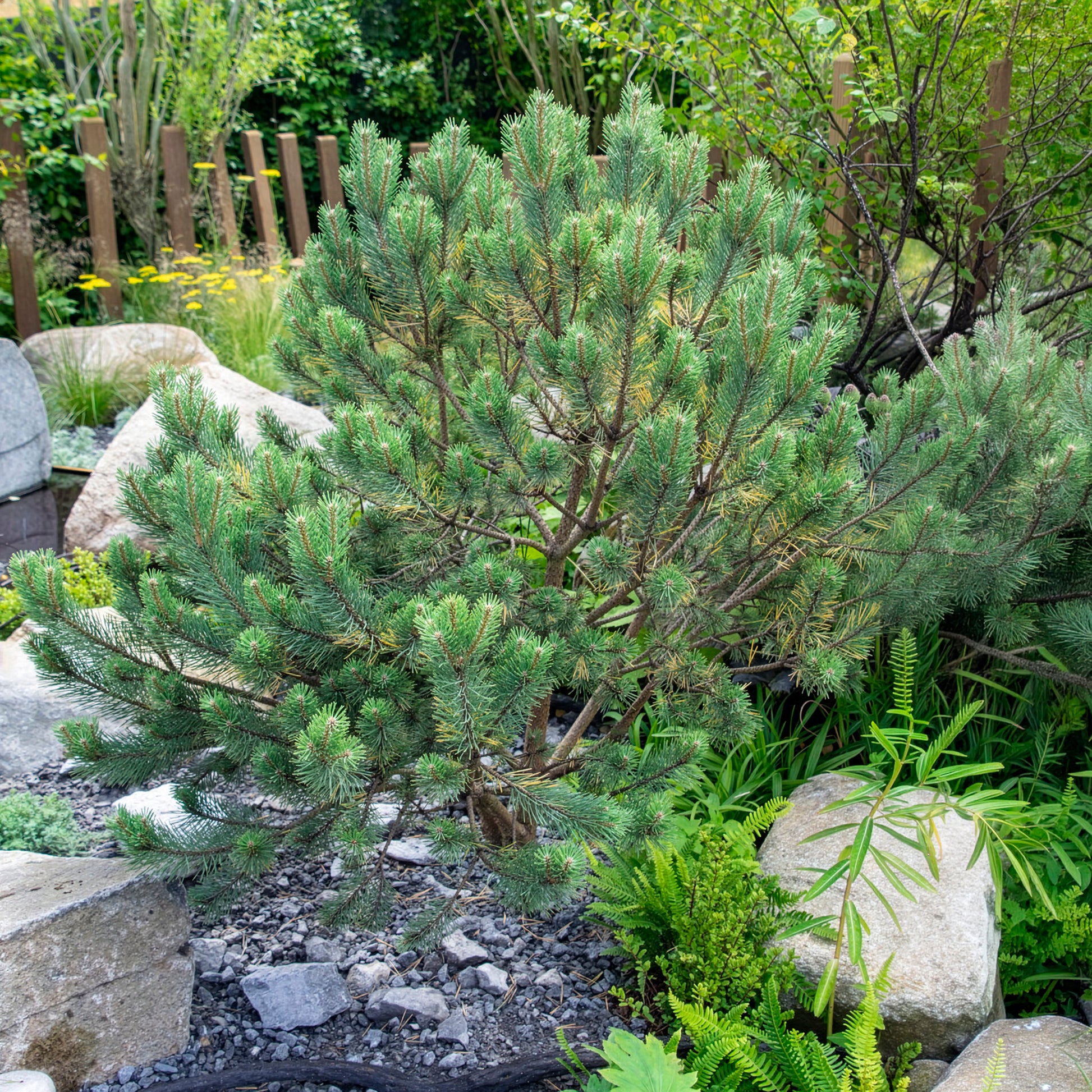 Pin sylvestre Watereri - Pinus sylvestris Watereri - Bakker