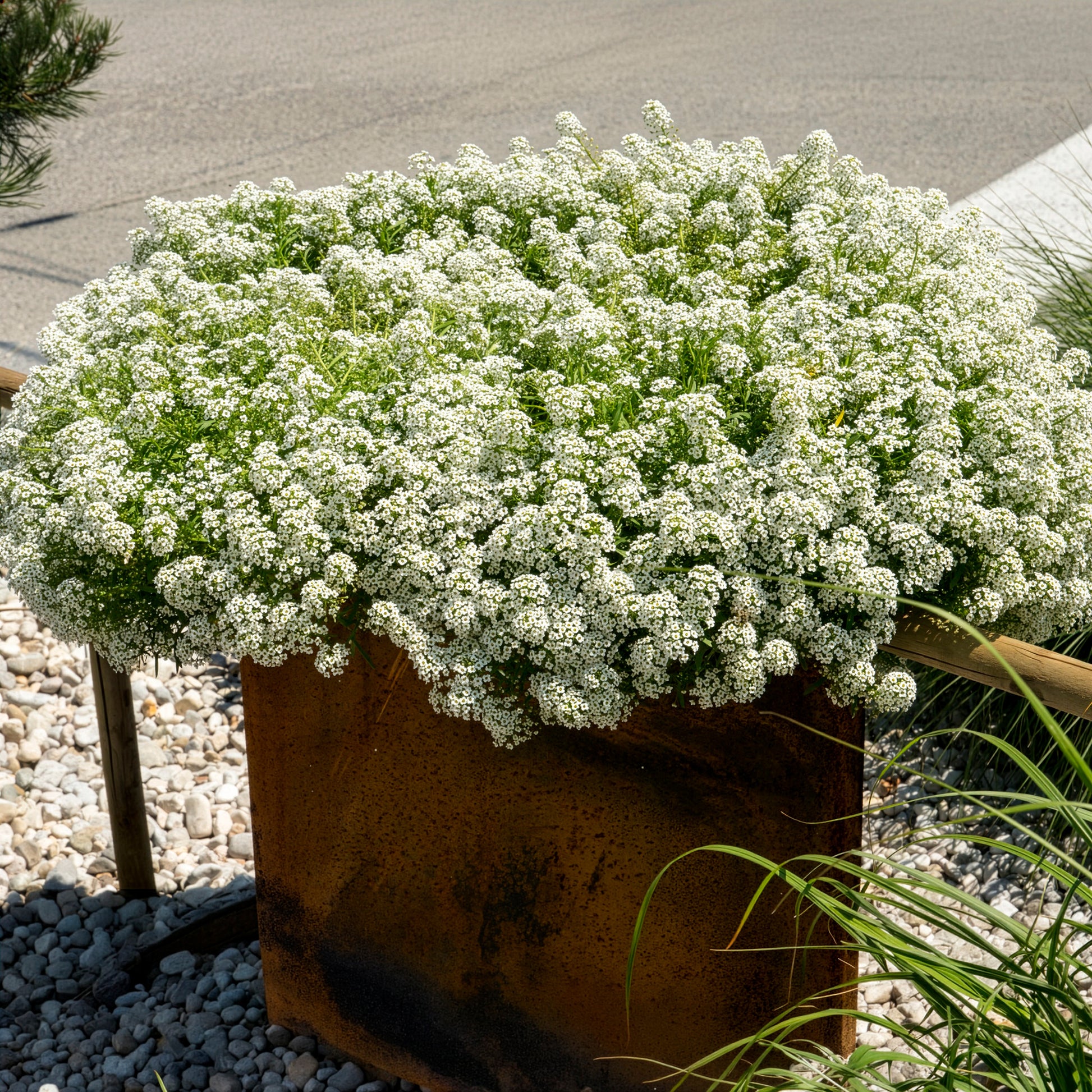 Lobularia maritima - Alysse odorant - Fleurs pour terrasses et balcons