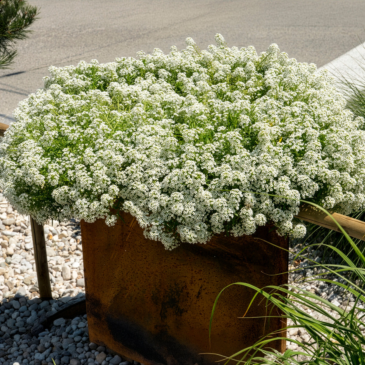 Lobularia maritima - Alysse odorant - Fleurs pour terrasses et balcons