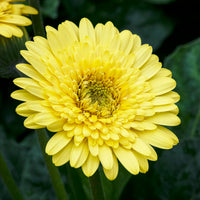 Gerbera jaune - Gerbera jamesonii - Bakker