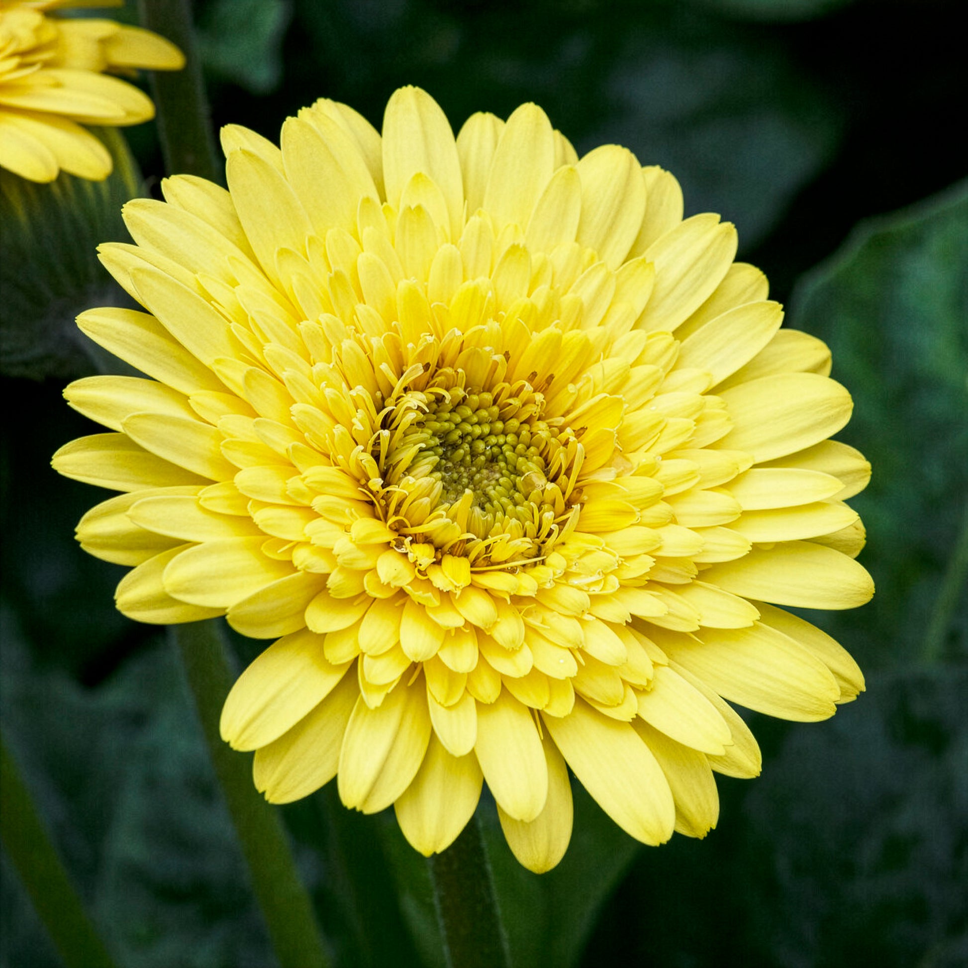Gerbera jaune - Gerbera jamesonii - Bakker