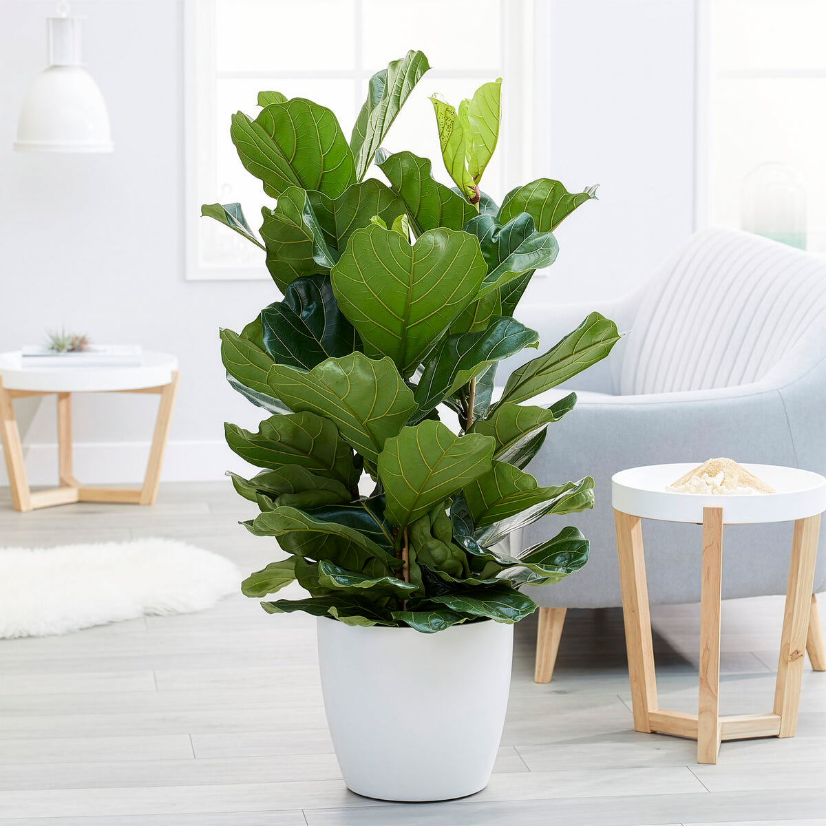Ficus Lyrata