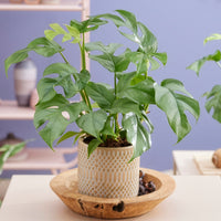 Vente Monstera Minima - Monstera Minima