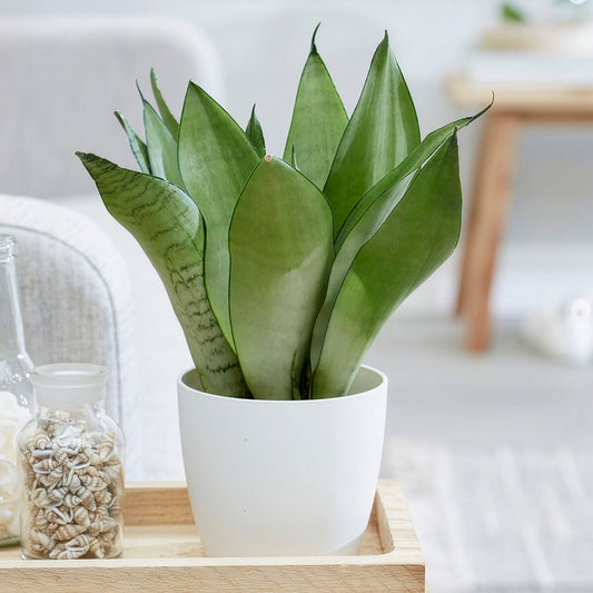 Sansevieria Moonshine