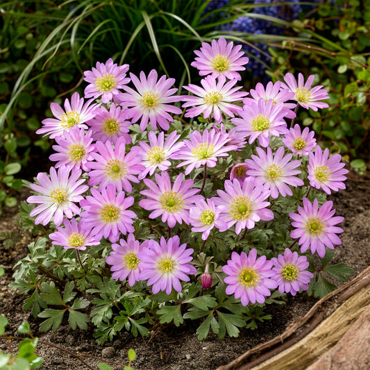 Anémone Pink Star - Bakker