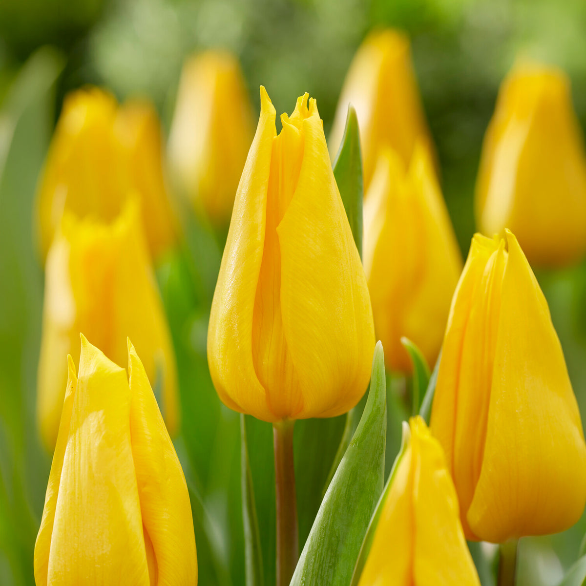 Tulipe triomphe Yokohama - Tulipa Yokohama - Bakker