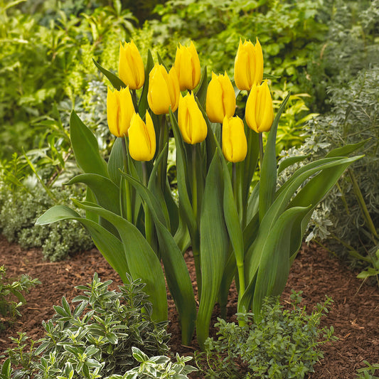 Tulipe triomphe Yokohama - Bakker
