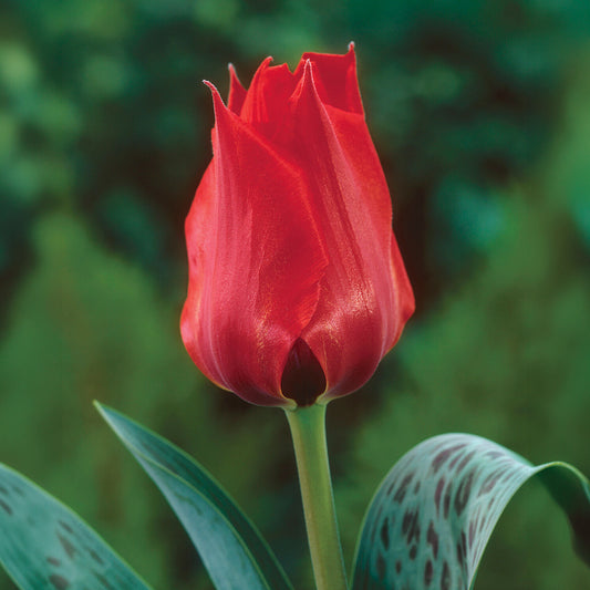 Tulipe  Jules César - Bakker