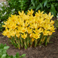 Crocus Firefly, Romance, Iris Alida, Narcissus Tête à tête - 50 bulbes  mellifères jaunes et mauves - Mélange de bulbes