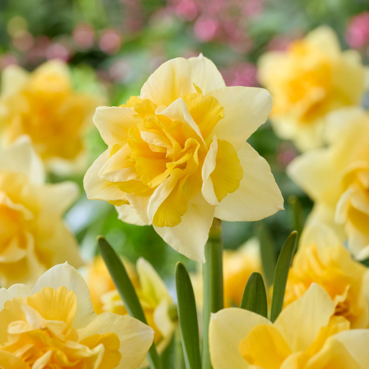Narcisse double Growers Beauty - Narcissus Growers Beauty - Bakker