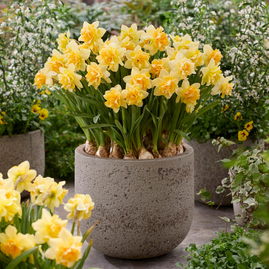 Narcisse double Growers Beauty - Bakker