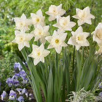 Narcisse Mount Hood - Narcissus Mount Hood - Bakker
