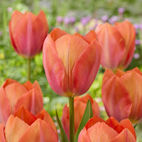 Tulipe Darwin Apricot van Eijk - Bakker
