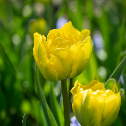Tulipe double hâtive Marie Jo - Bakker