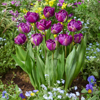 Tulipe Negrita - Tulipa Negrita - Bakker
