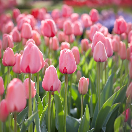 Tulipe Pink Impression - Bakker