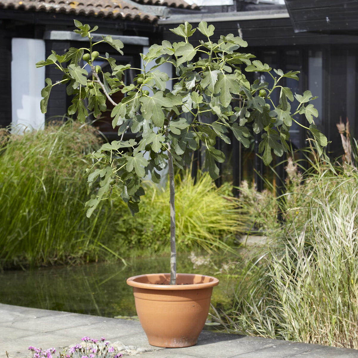 Ficus carica Brown Turkey - Figuier sur tige - Figuiers