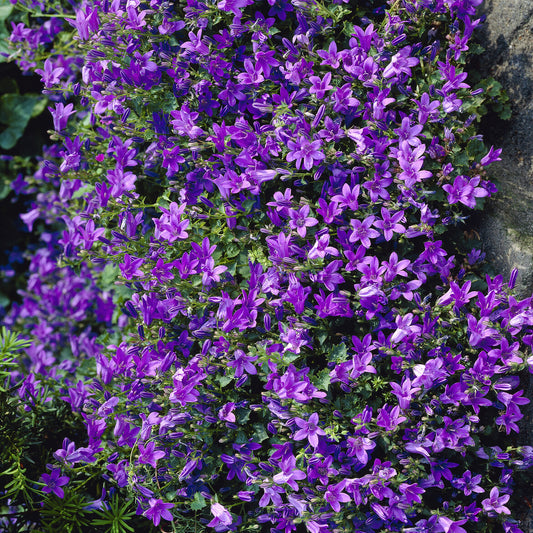 Campanule des murailles - Bakker