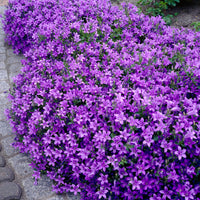 Vente Campanule des murailles - Campanules