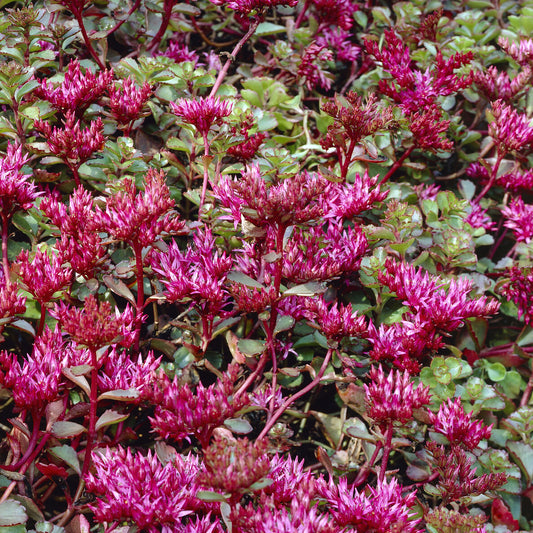 3 Sedum spurium Schorbuser - Bakker