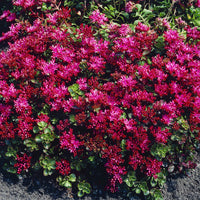 3 Sedum spurium Schorbuser - Sedum spurium Schorbuser Blut - Bakker