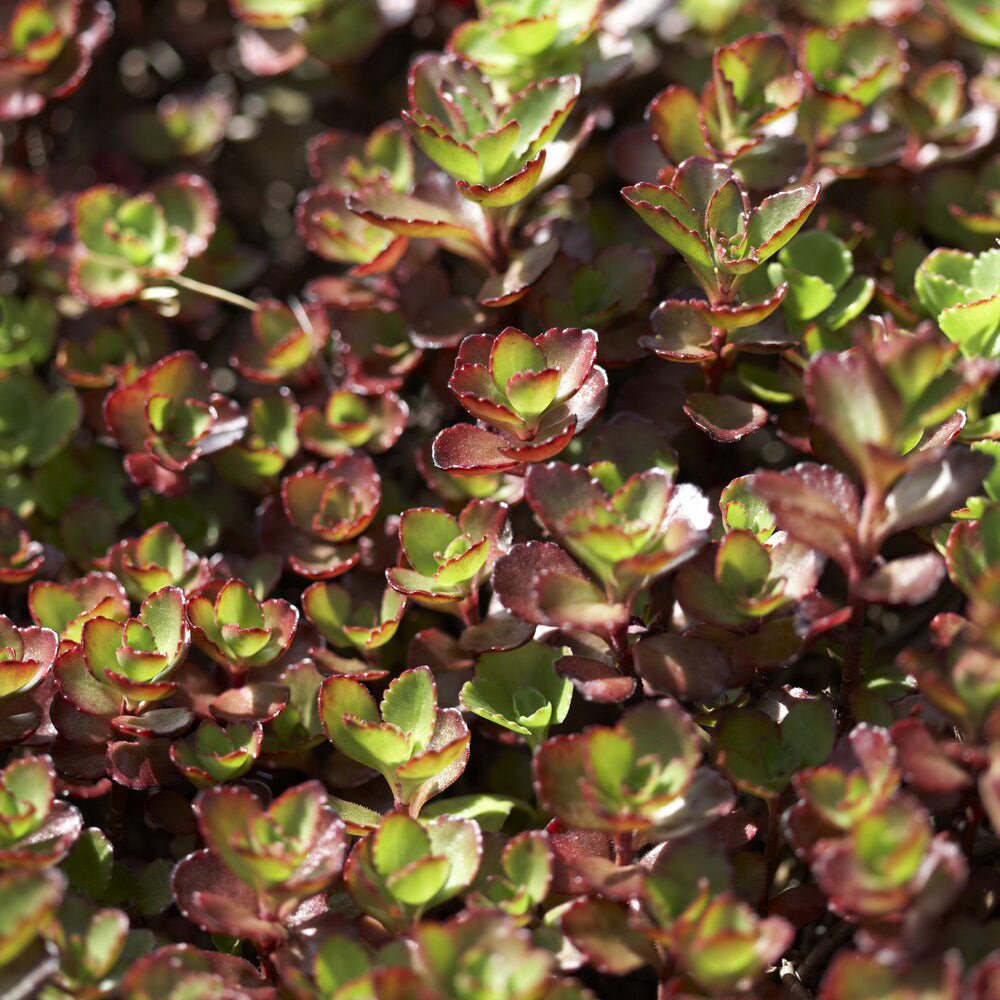 Plantes couvre-sol - Sedum spurium Schorbuser - Sedum spurium Schorbuser Blut