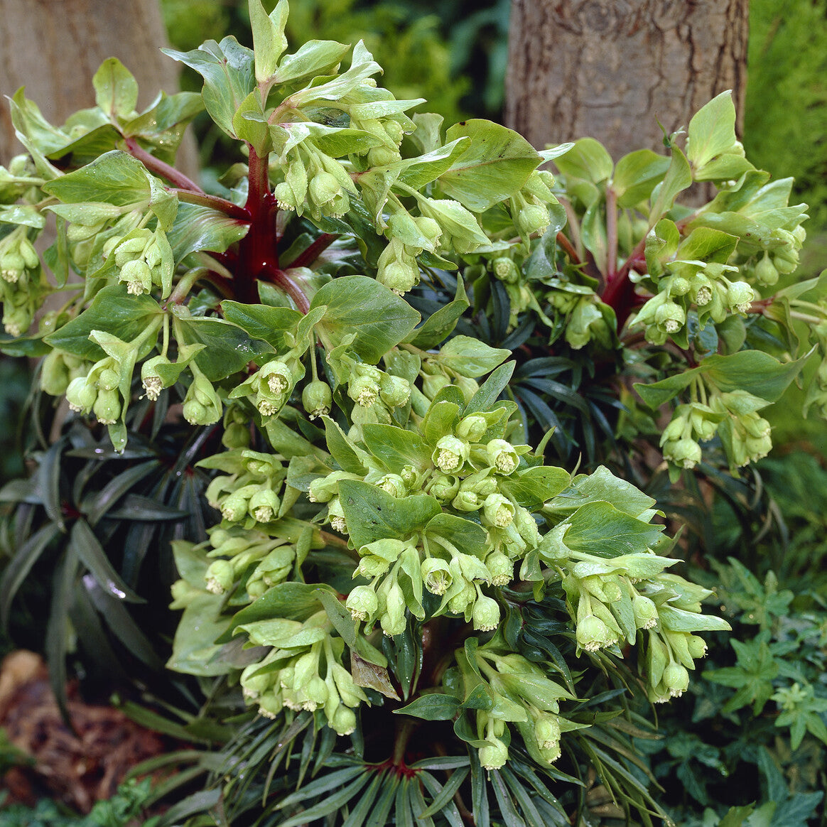 Hellébore - Rose de Noël - Hellébore fétide 'Wester Flisk' - Helleborus foetidus Wester Flisk
